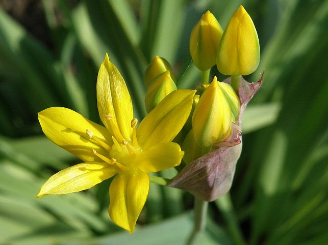 Allium moly