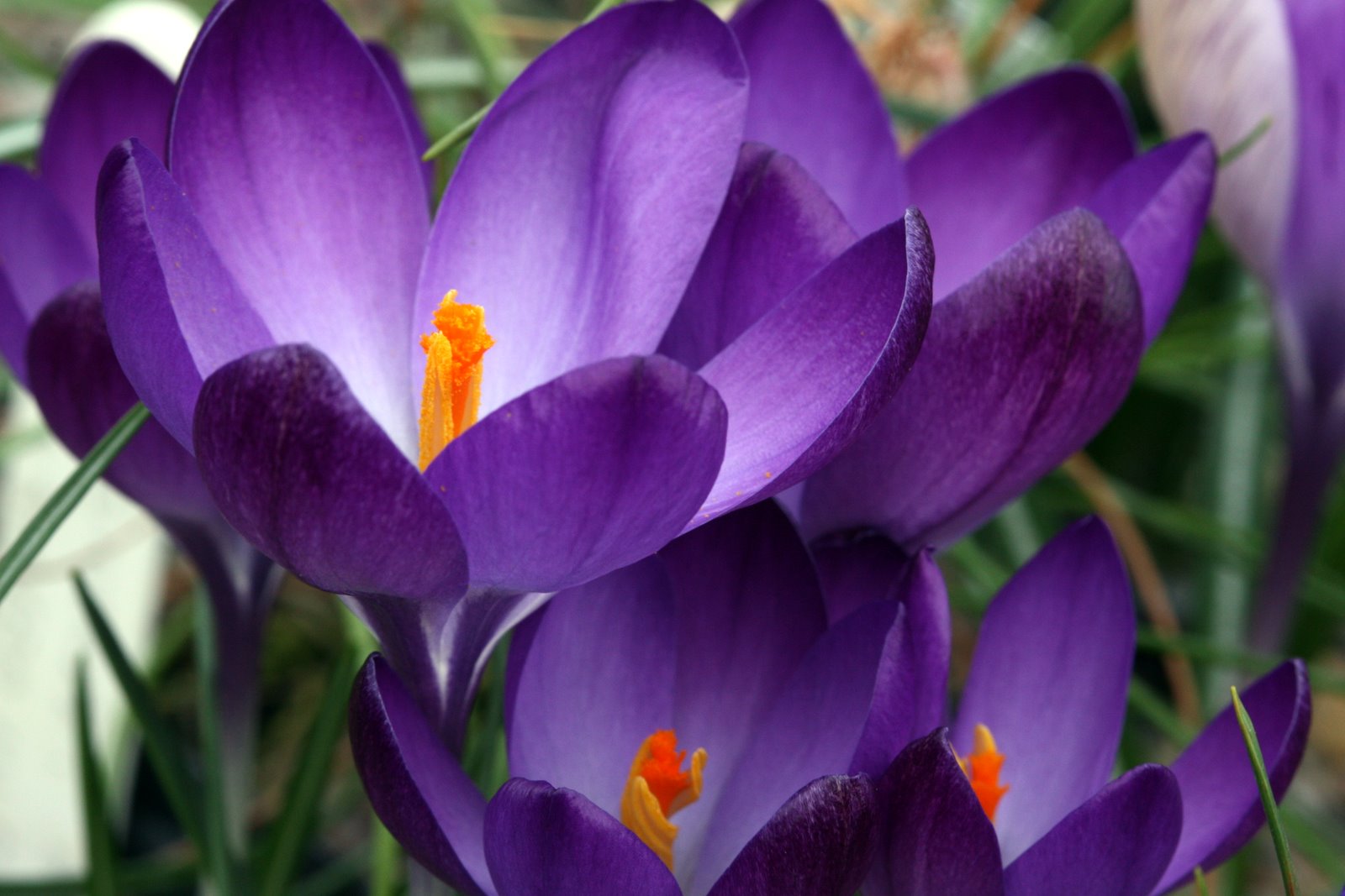 Crocus tommasinianus