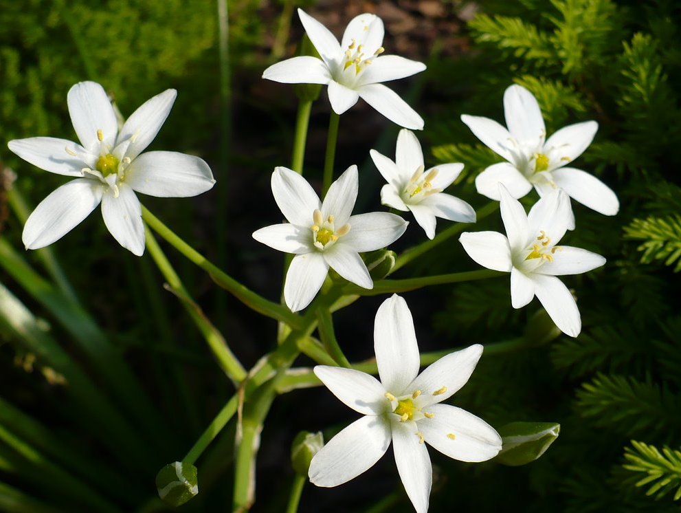 Ornithogalum umbellatum