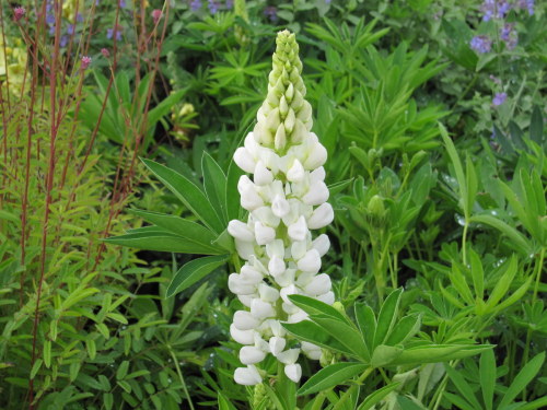 Lupinus polyphyllus ´Camelot White´