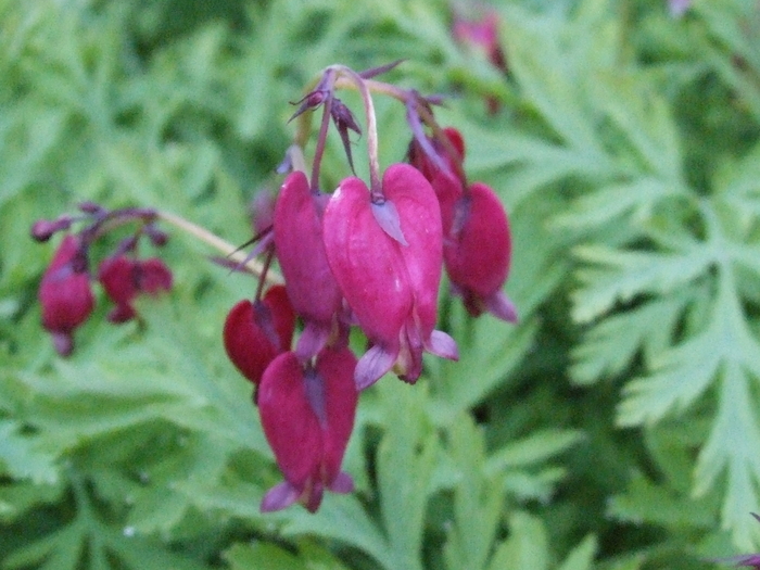 Dicentra formosa ´Bacchanal´