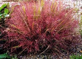 Eragrostis spectabilis