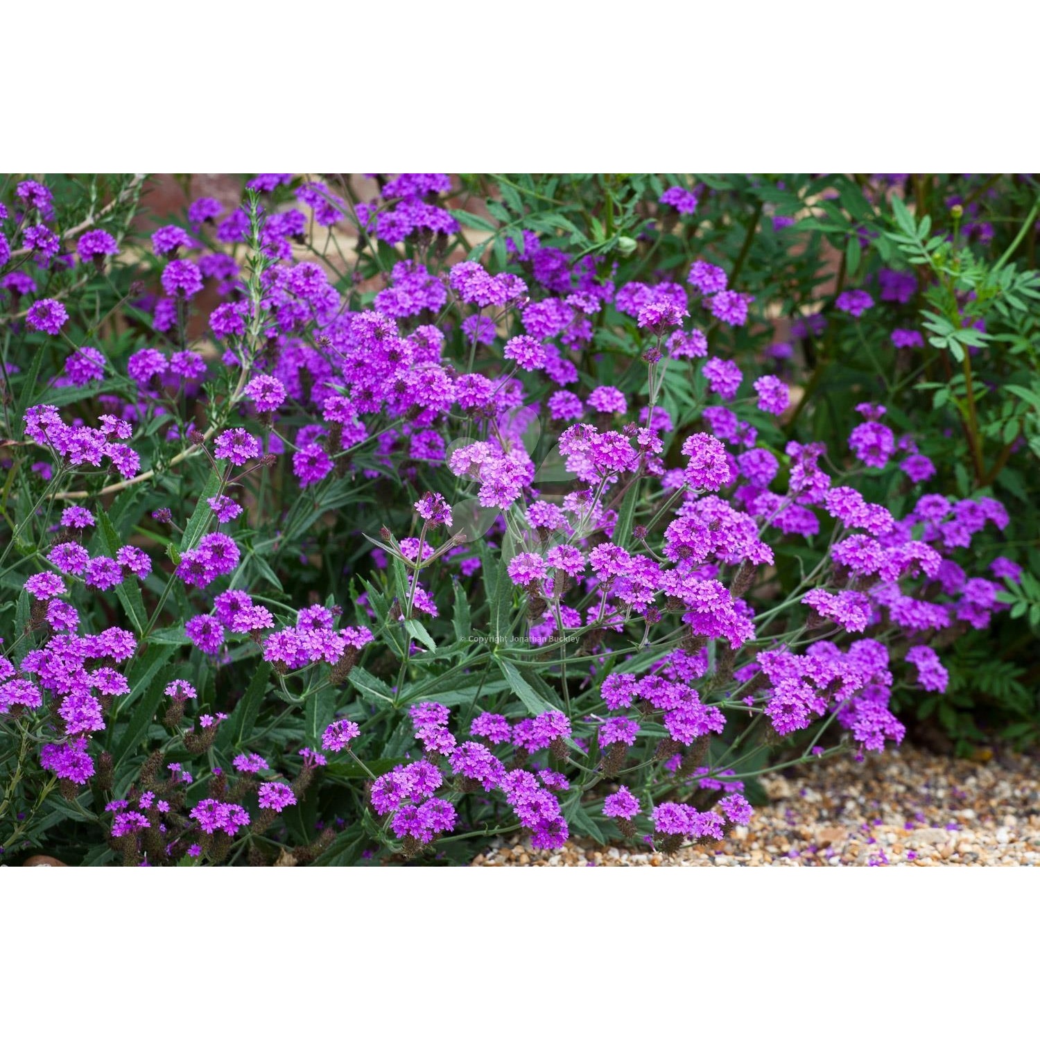 Verbena rigida ´Venosa´