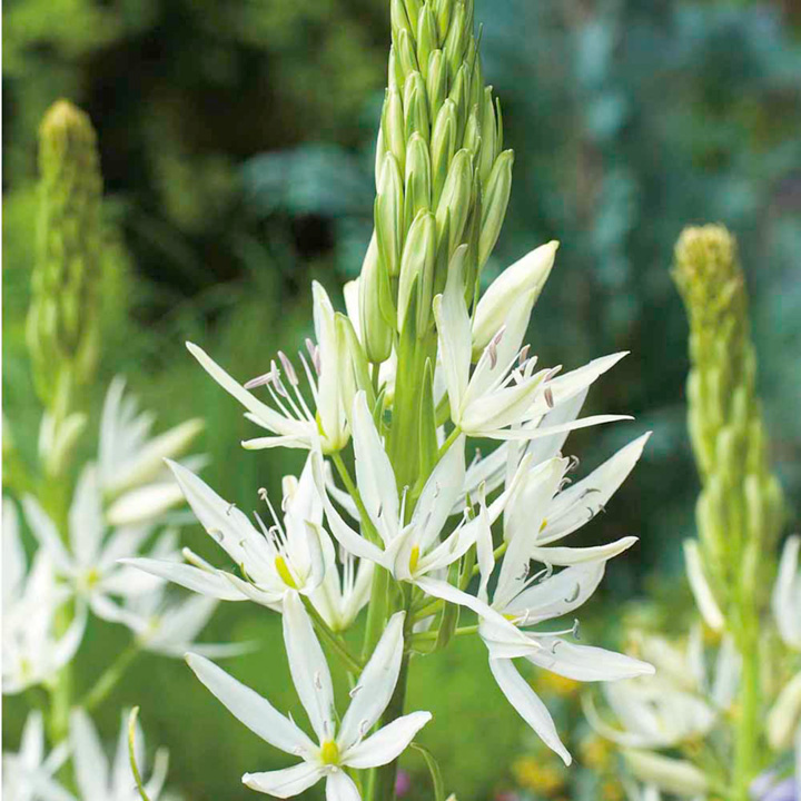 Camassia leichtlinii ´Alba´