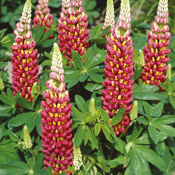 Lupinus x hybridus ´Tequila Flame´