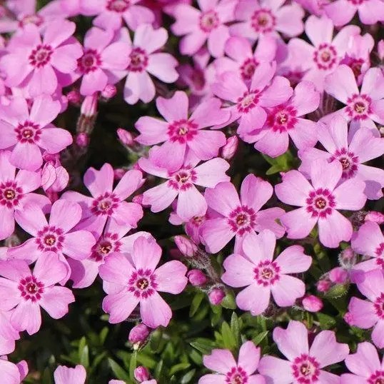 Phlox subulata ´Zwergenteppich´