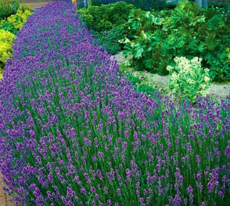 Lavandula x intermedia ´Grosso´