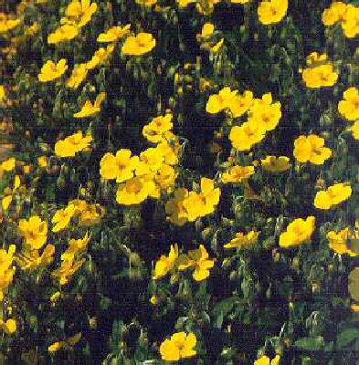 Helianthemum hybridum ´Sterntaler´