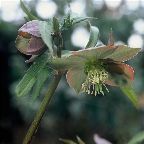 Helleborus purpurascens