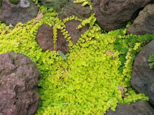 Lysimachia nummularia ´Aurea´