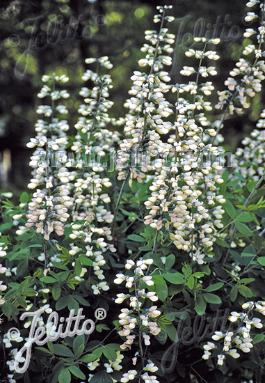 Baptisia ´Alba´