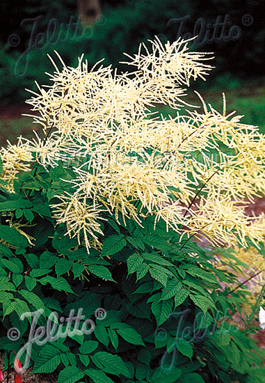 Aruncus dioicus