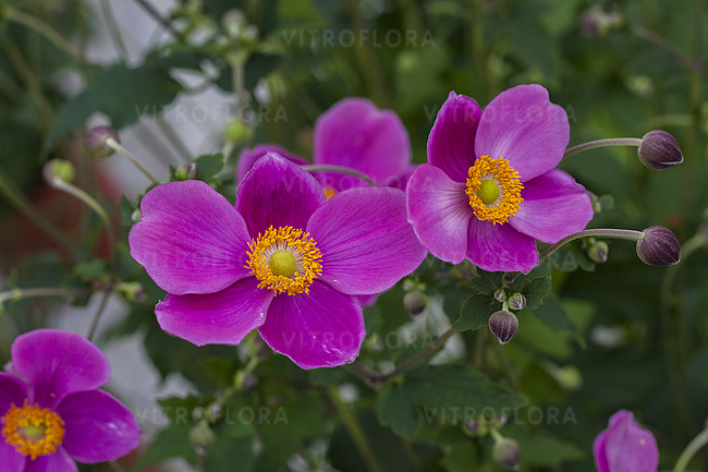 Anemone hupehensis ´Praecox´