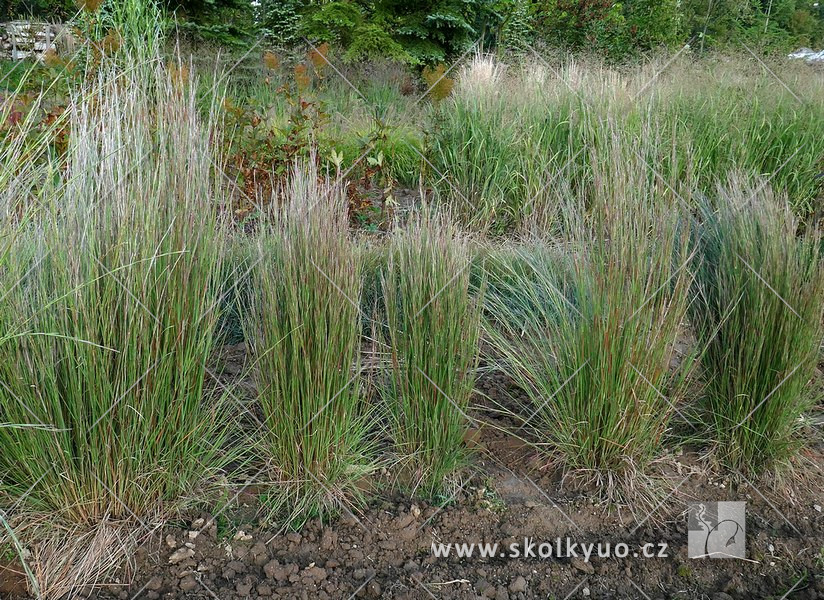 Andropogon scoparius ´Blaze´