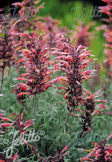 Agastache rupestris