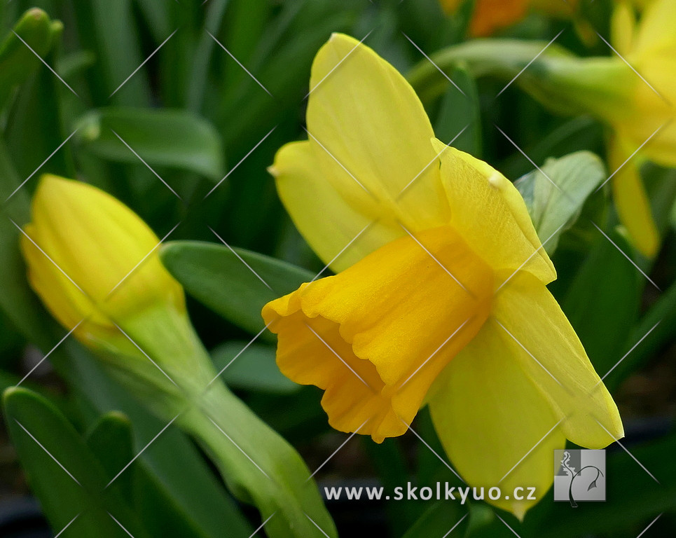 Narcissus cyclamineus ´Tete a Tete´