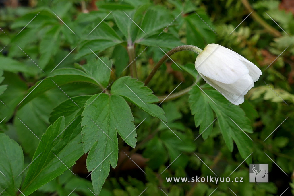 Anemone nemorosa