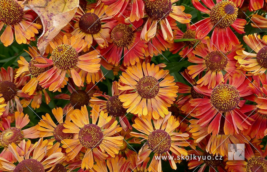 Helenium autumnale ´Mariachi± Siesta´