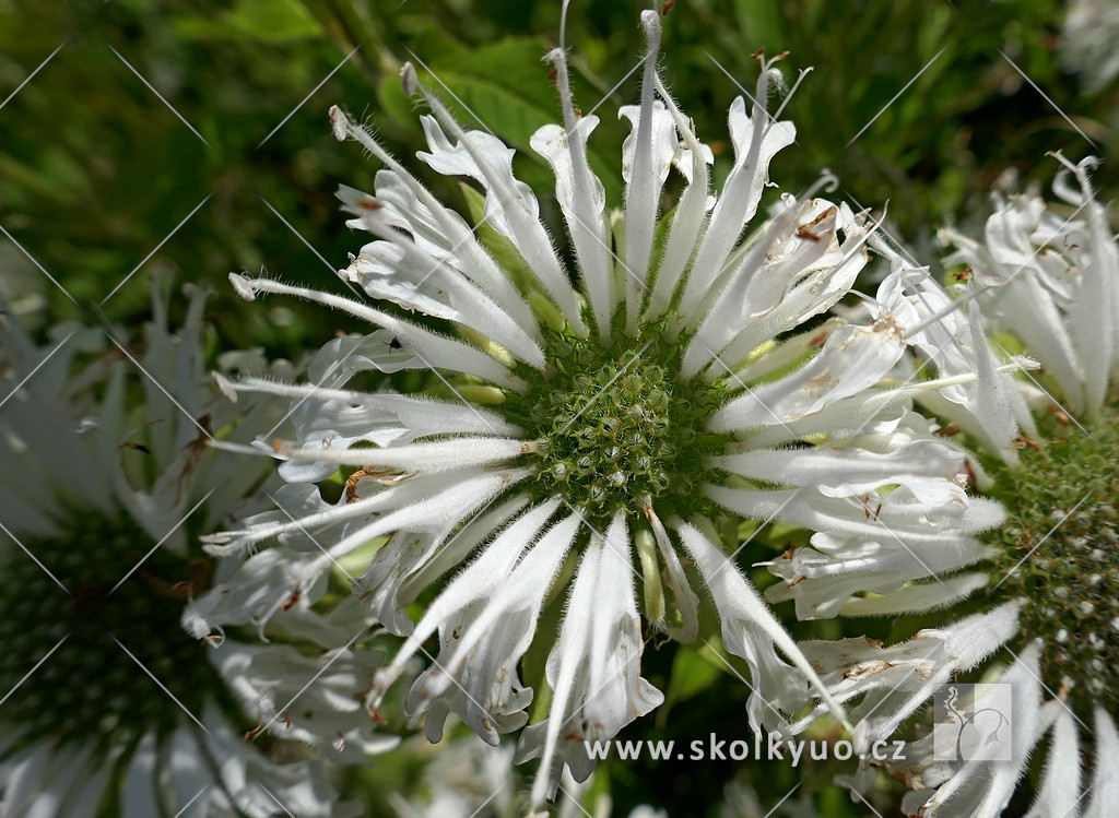 Monarda didyma ´Schneewittchen´