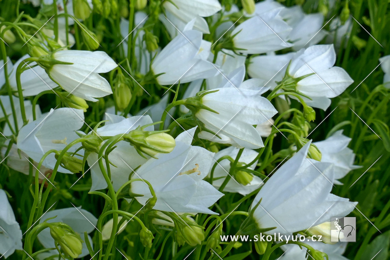 Campanula cochleariifolia ´Bavaria White´