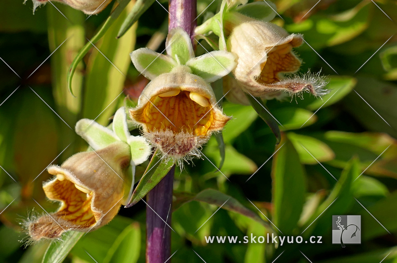 Digitalis ferruginea ´Gigantea´