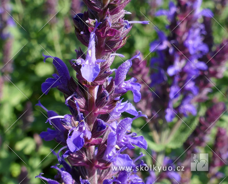 Salvia superba ´Bordeau Deep Blue´