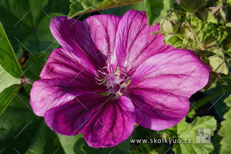 Malva sylvestris v. mauritiana