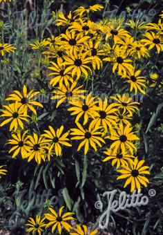 Rudbeckia missouriensis