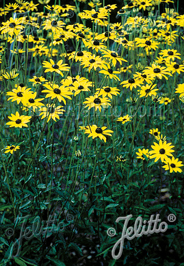 Rudbeckia fulgida var. fulgida