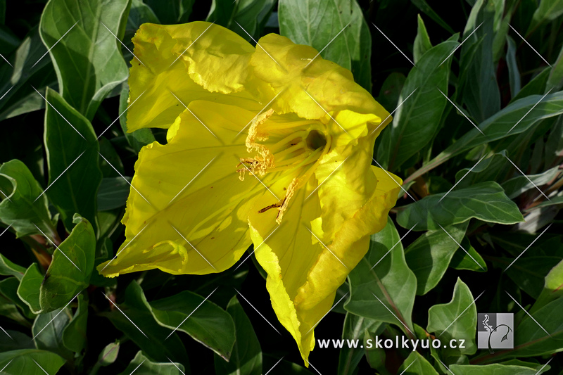 Oenothera macrocarpa (missouriensis) ´Silver Blade´