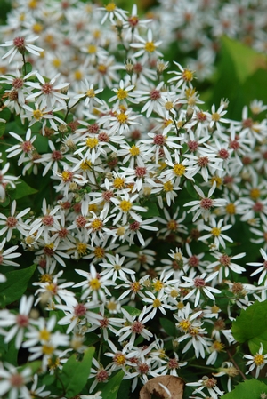 Aster divaricatus ´Eastern Star´