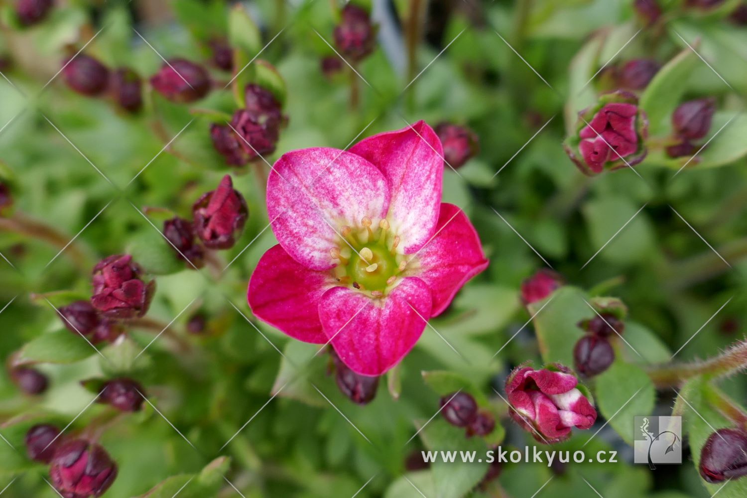 Saxifraga x arendsii ´Alpino Early Picotee´