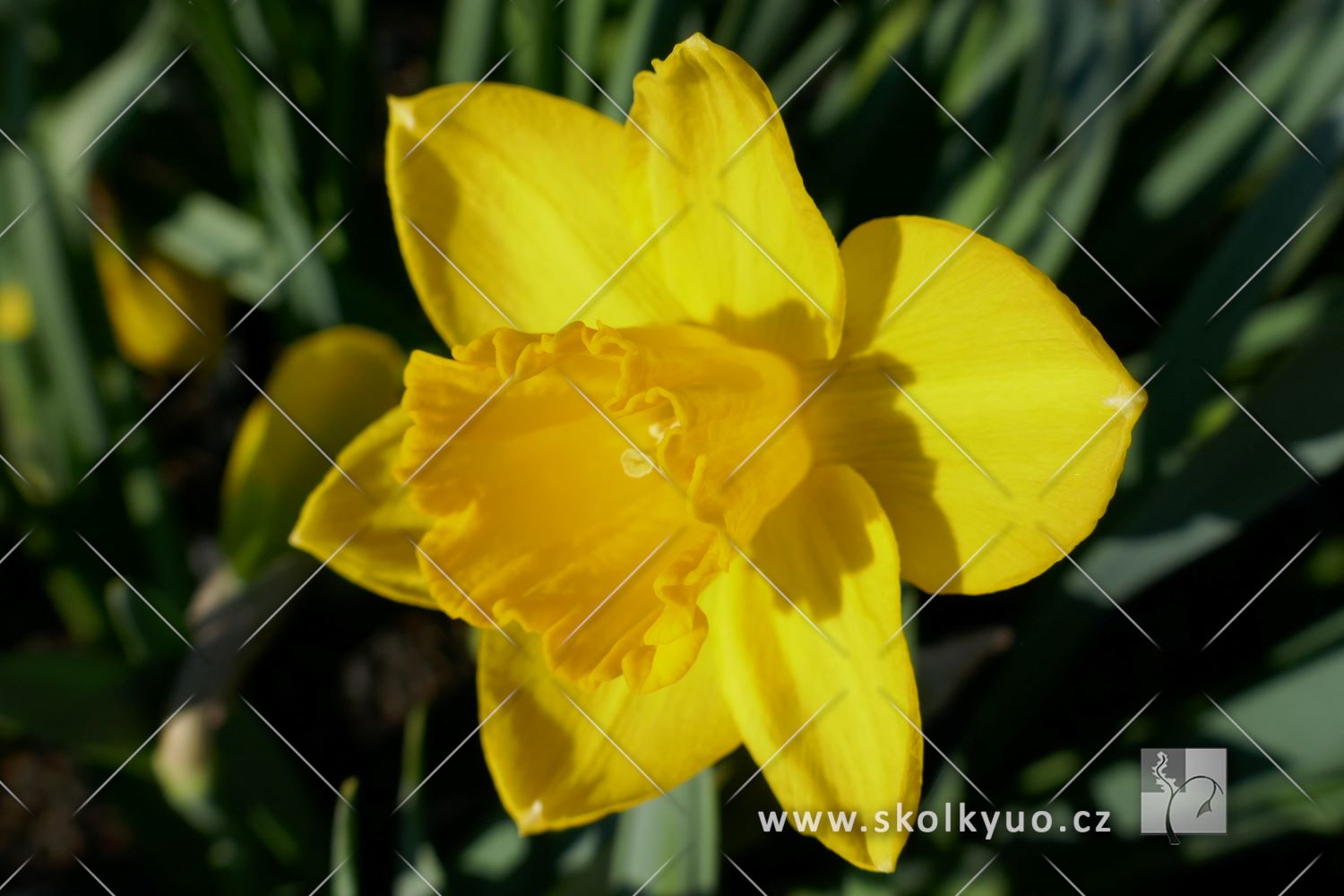 Narcissus hybrida ´Golden Harvest´