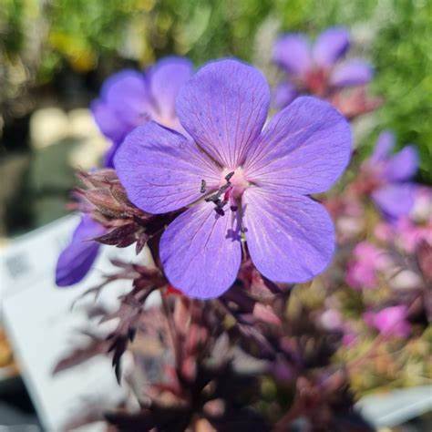 Geranium pratense ´Midnight Rieter´