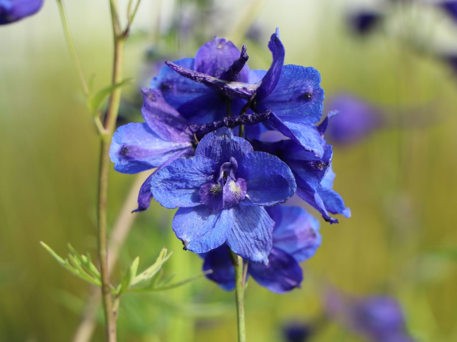 Delphinium belladonna ´Bellamosum´