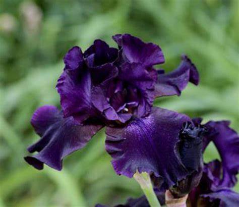 Iris germanica ´Superstition´