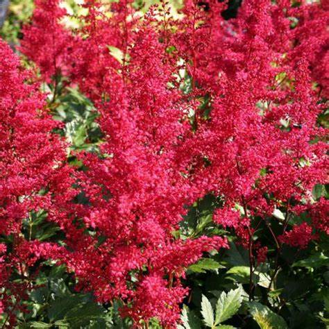 Astilbe japonica ´Montgomery´