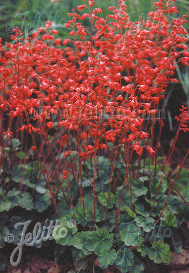 Heuchera sanguinea ´Leuchtkäfer´