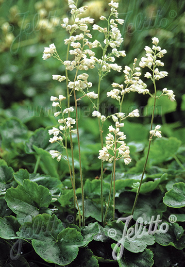 Heuchera sanguinea ´White Cloud´