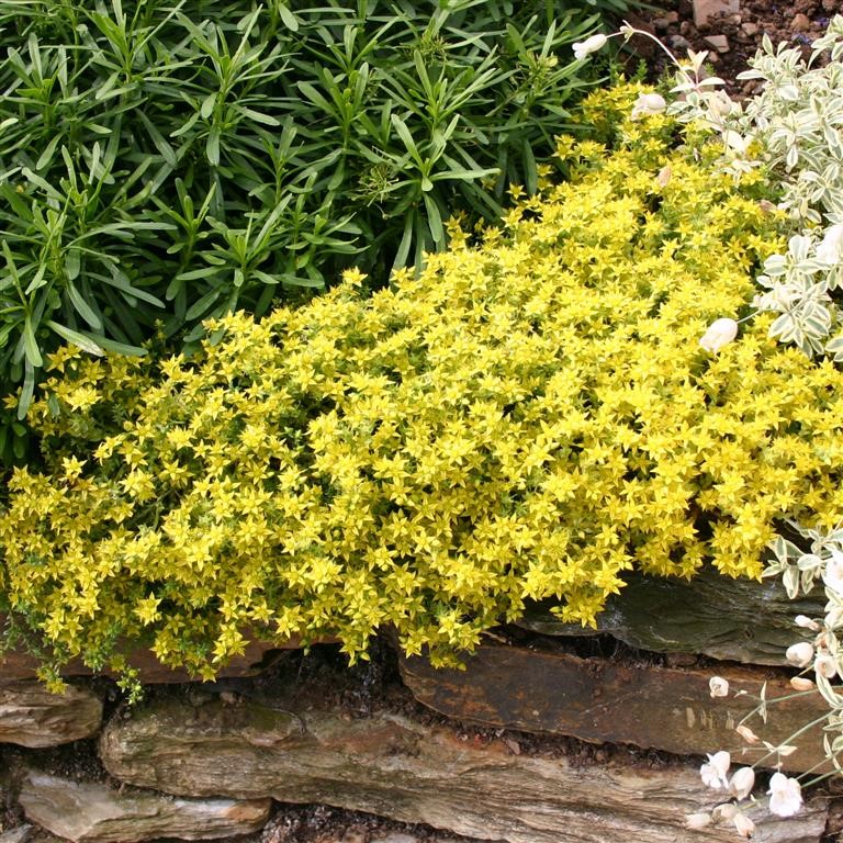 Sedum acre ´Aurea´