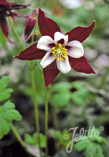 Aquilegia caerulea ´Louisiana´