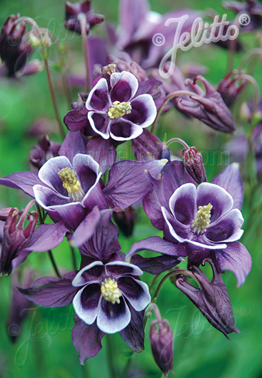 Aquilegia vulgaris ´Winky Purple White´