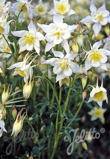 Aquilegia caeruela ´Kristall´