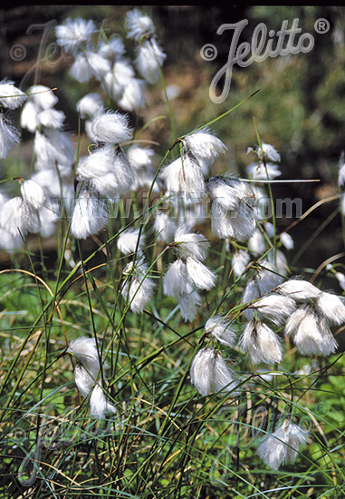 Eriophorum angustifolium