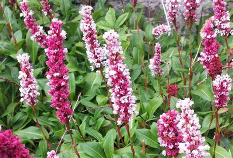 Persicaria affinis ´Donald Lowndes´