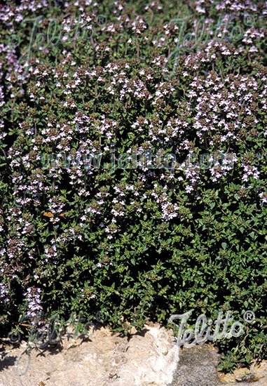 Thymus vulgaris ´German Winter´