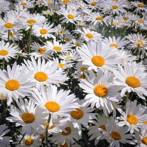 Leucanthemum maximum ´Alaska´