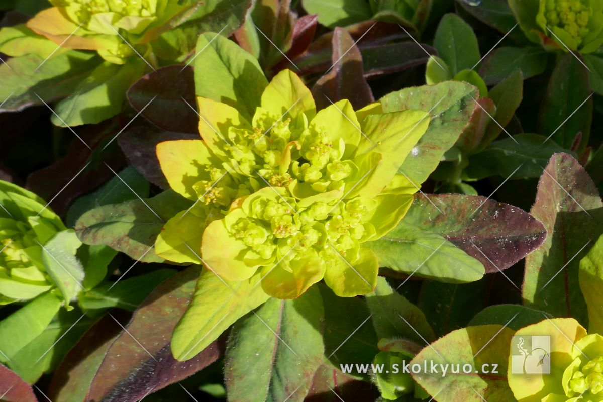 Euphorbia polychroma ´Bonfire´