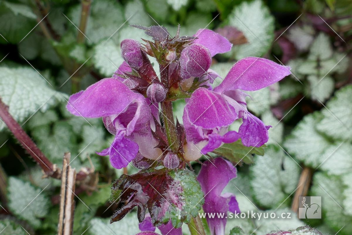 Lamium maculatum ´Purple Dragon´