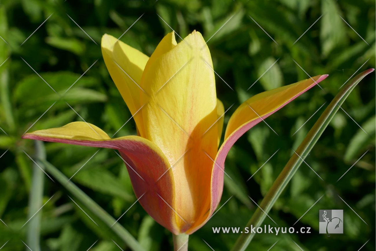 Tulipa clusiana chrysantha
